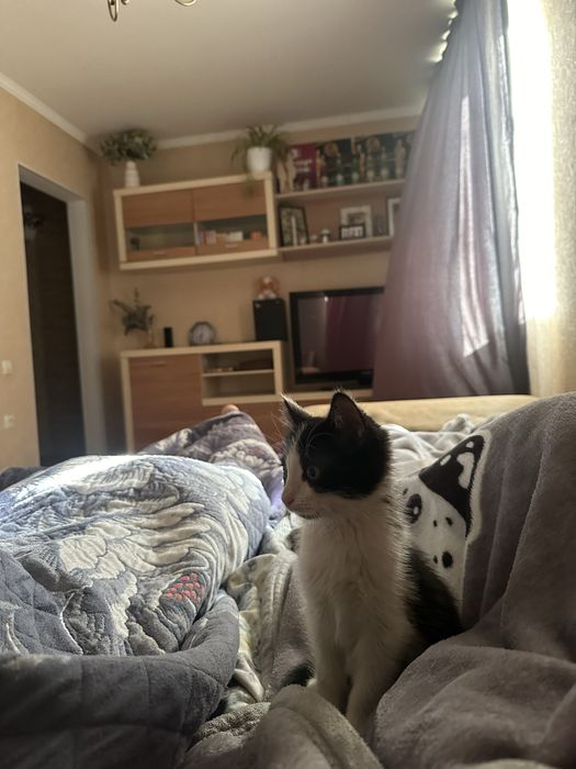 Отдаем котенка в хорошие руки
