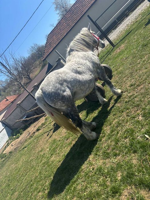De vânzare  iapă gestantă