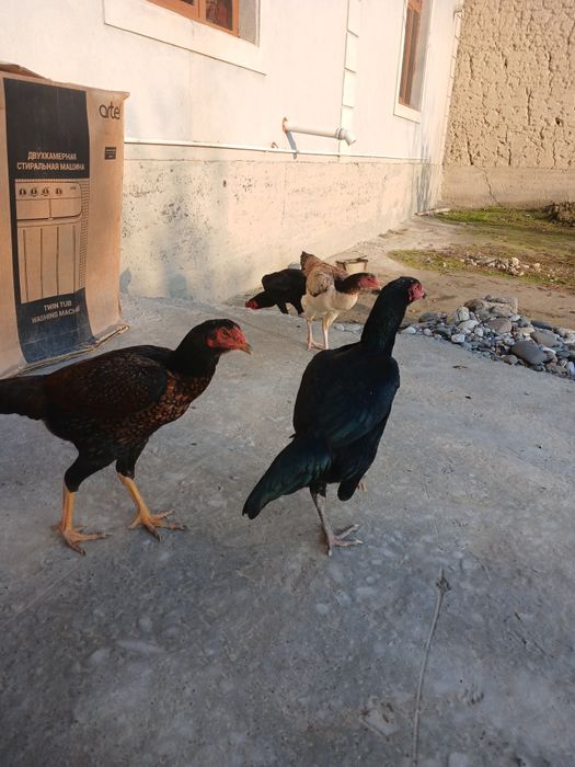 Золи товуклар сотилади