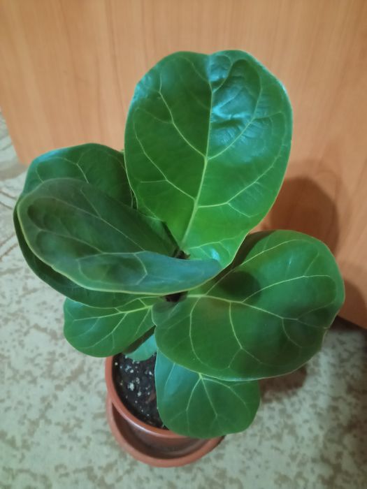 Фикус лирата, калатея