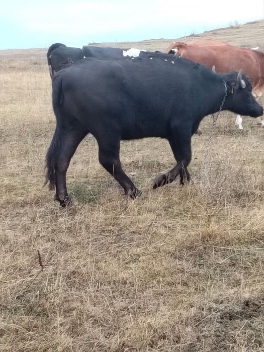 Vând junincă de 2 ani și jumătate!