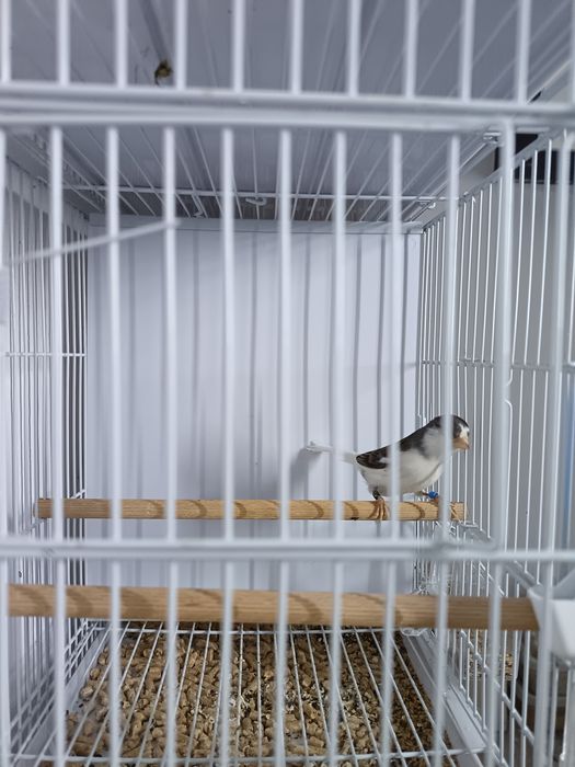 Canari Rasa ORPHEUS