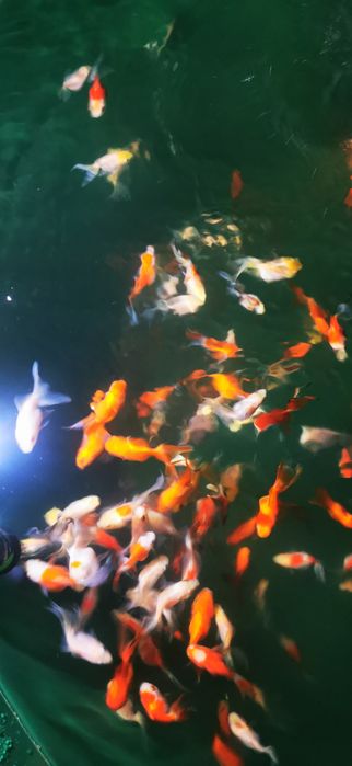 Pești acvariu GOLDFISH