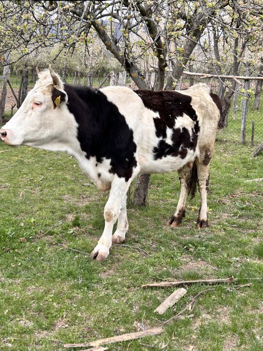 Vaca baltata romaneasca