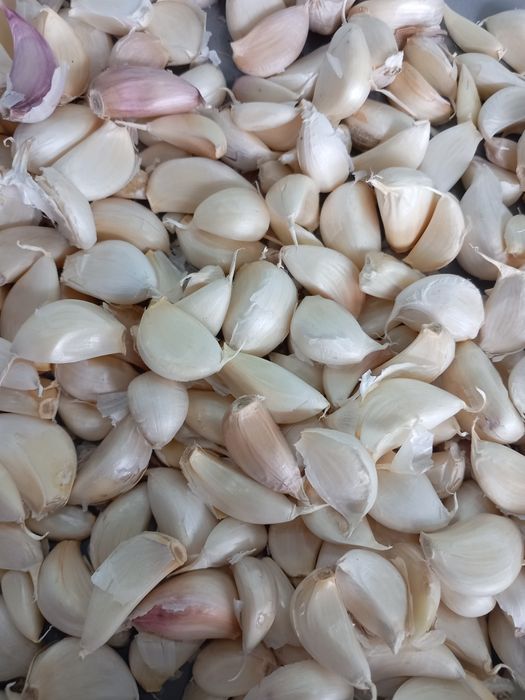 Usturoi pentru preparate și pus în pământ