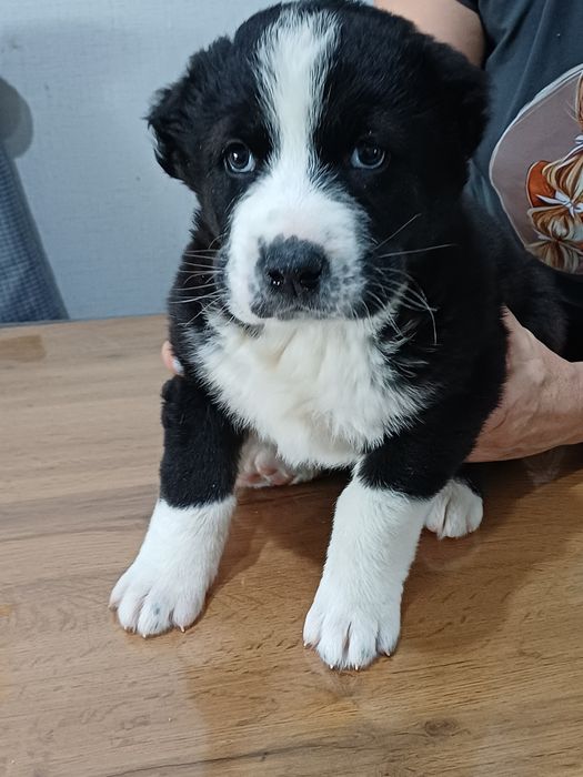 Среднеазиатская овчарка