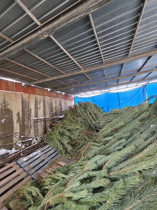 Отдам на дрова либо корм