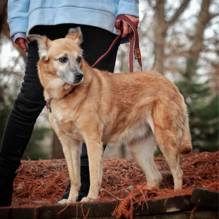 Пропала собака, помогите найти за вознаграждение!