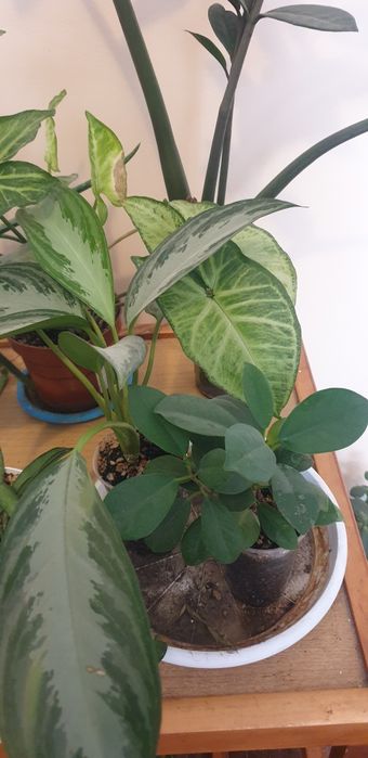 Комнатные цветы  по 2000