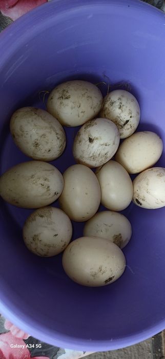 Oua rata muta de vanzare