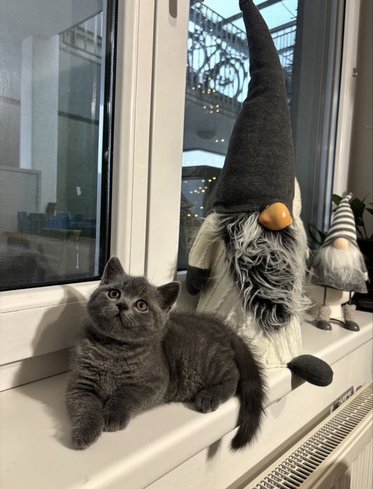 Британска късокосместа котка - мъжка