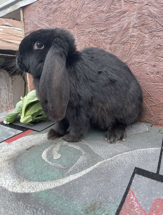 Iepure Berbec German (mascul) negru