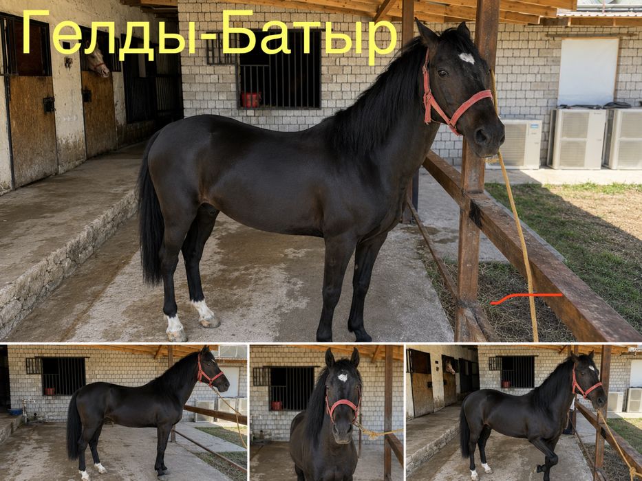 Ахалтекин отлари