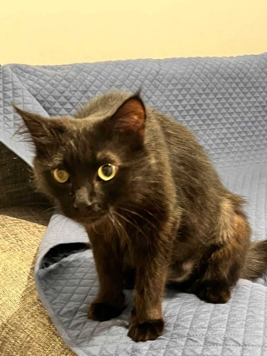 Мурлыкатор кошка ищет новую семью!