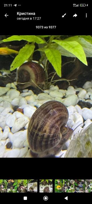 Улитки аквариумные пикси и мелании