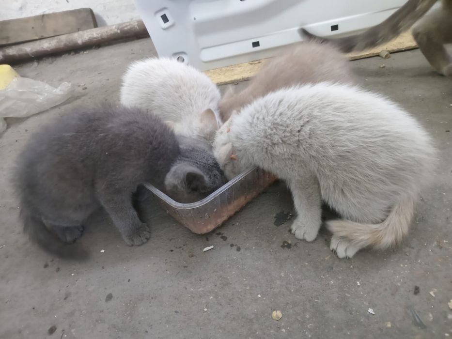 Отдам котят в добрые руки!