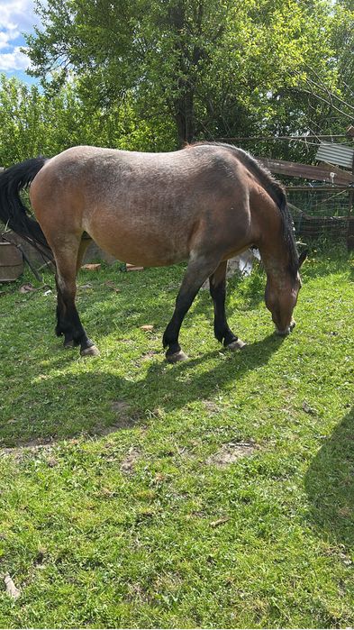 De vanzare doua iepe si un manz