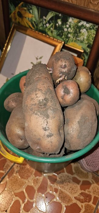 Продам картошку домашнию