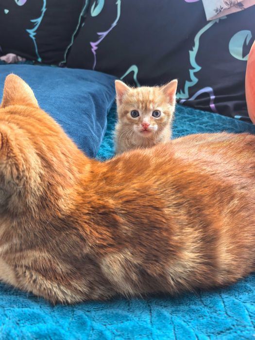 Подарявам Котета