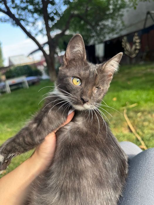 Котята 3-4 месяца подростки