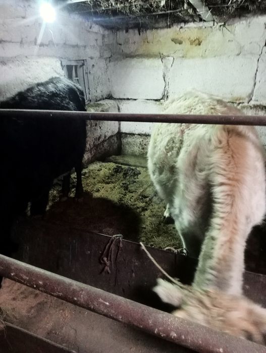 Продоётся коровы