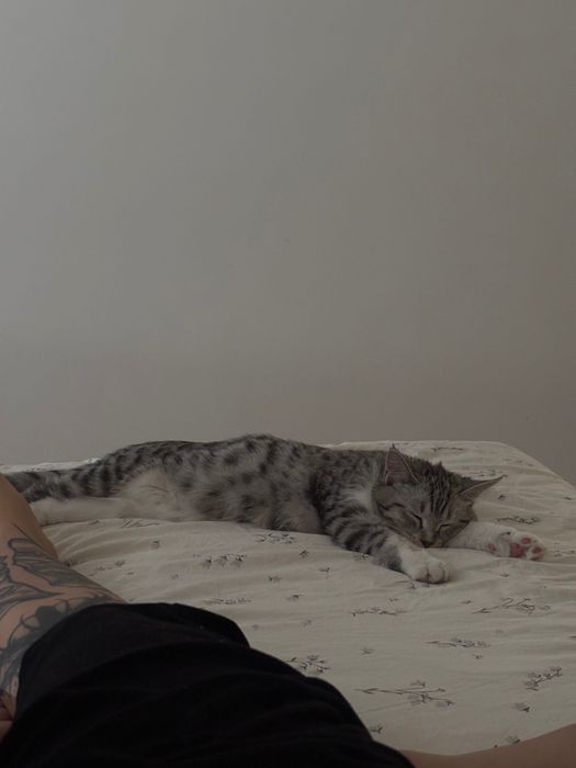 Кошка 5,5 месяцев