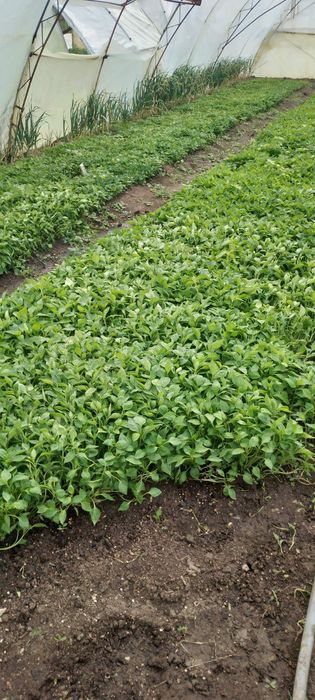 Продавам разсад на едро