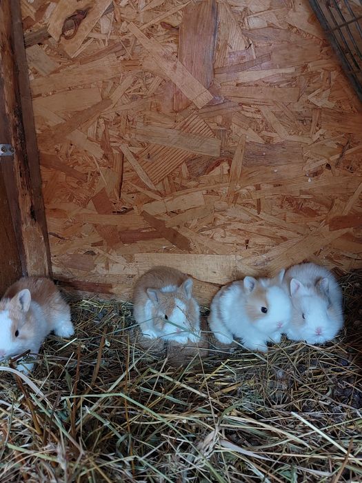 Vând iepurași pitici de companie