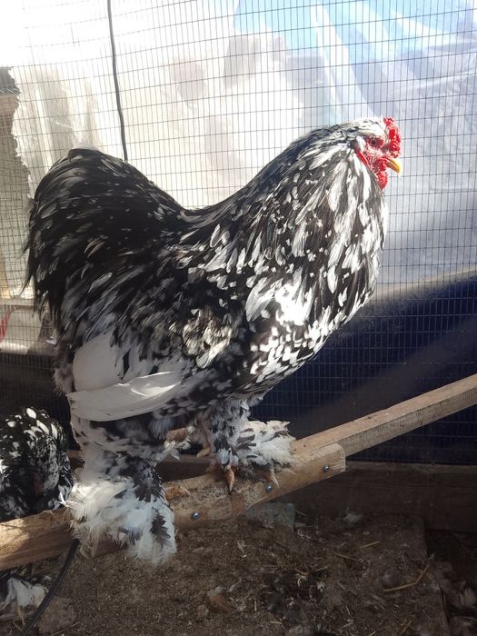 Инкубационные яйца и цыплята Брама