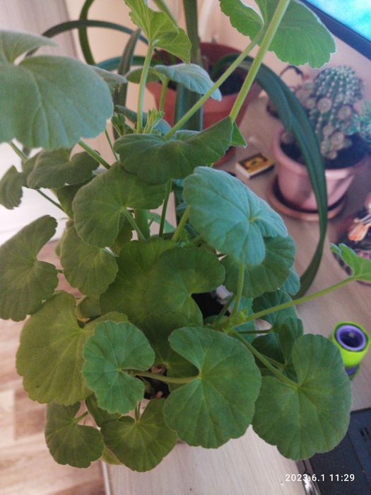 Комнатные цветы продам недорого