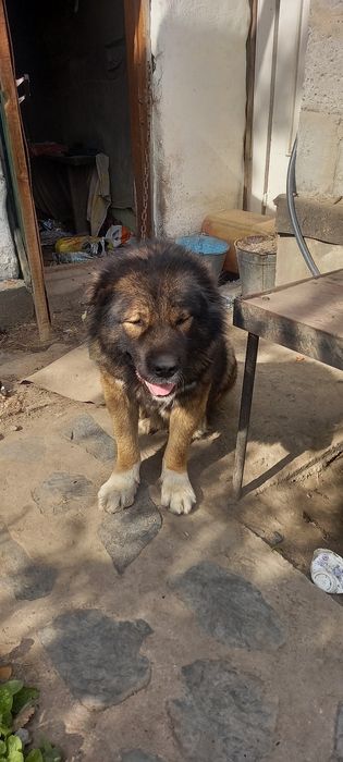 Щенок кавказкой овчарки