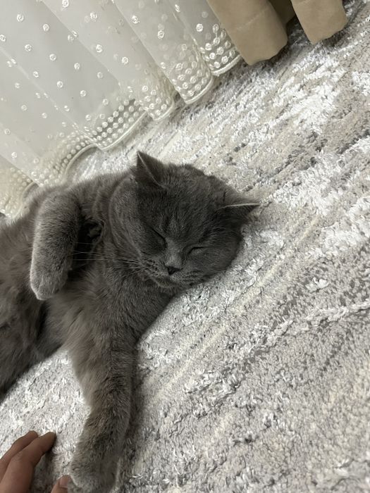 Mushik sotiladi zotli