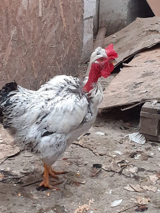 Vand cocosi de 5 luni de rasa pintenat mari si mici  golas de transilvania, cu gatul gol pitici sau mari