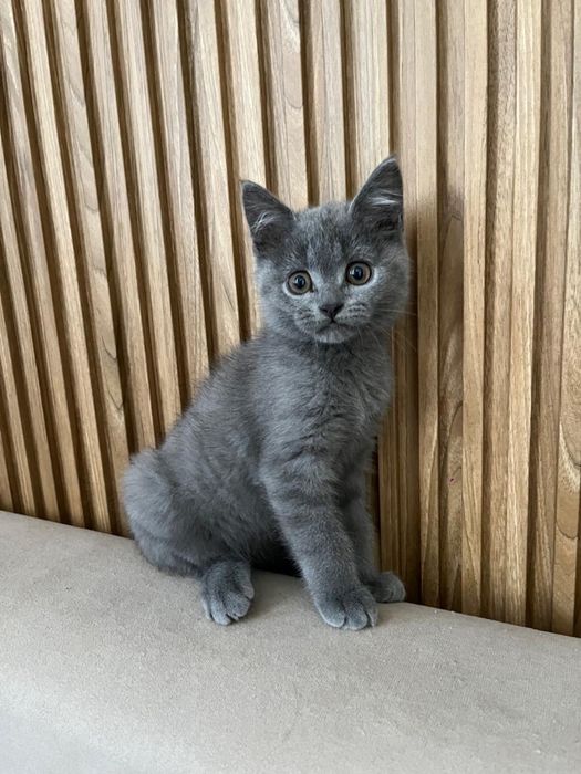 Кошки мальчик 2 месяцев