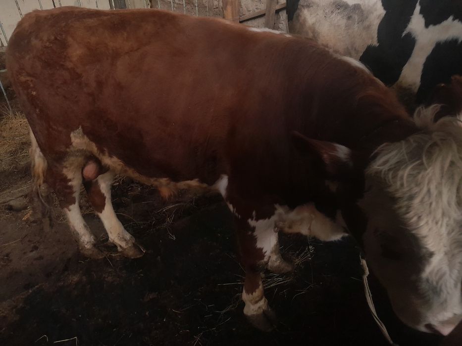 Продам 2 быков по 700-800к