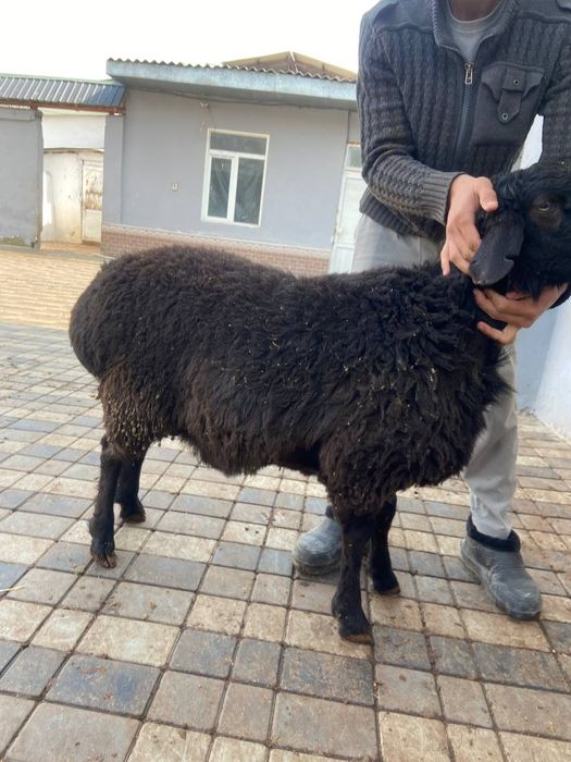 Qassob xizmati sog'lom dashda boqilga qoyla kilosiga 140 somda