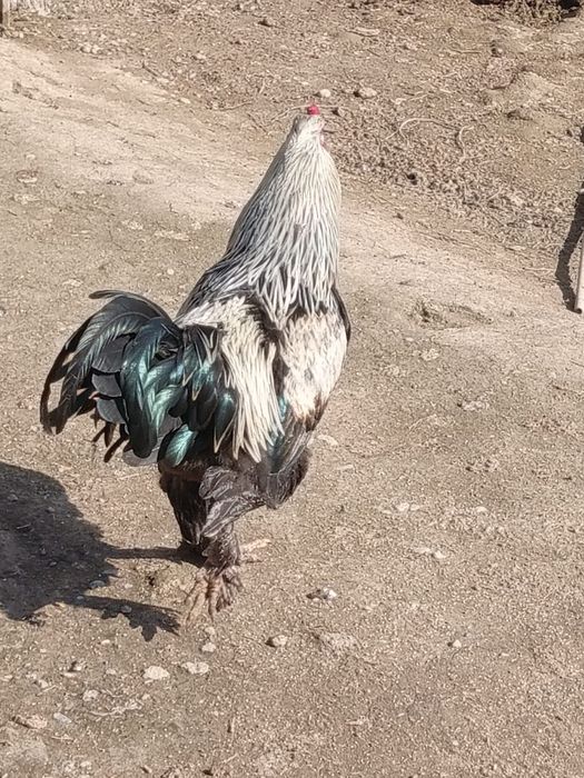 Тауықтар сатылады.