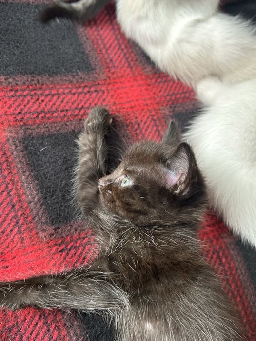Котята в добрые руки!