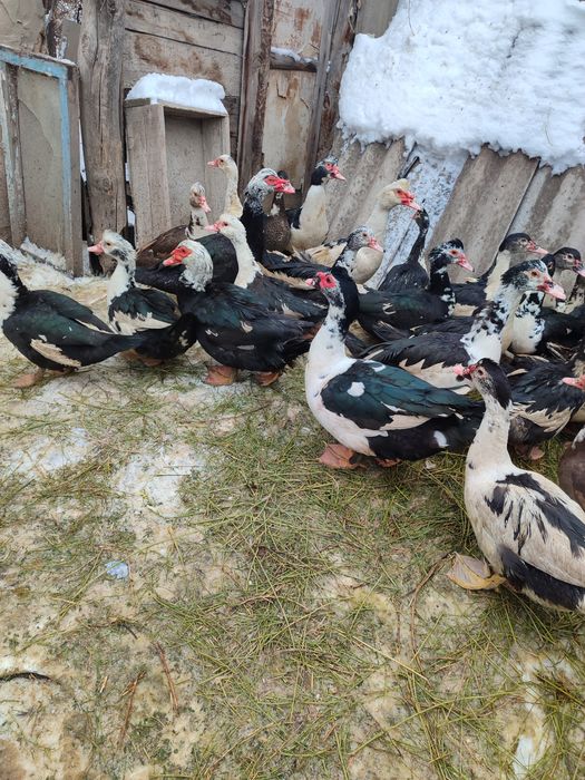 Индоутки. Индоутки