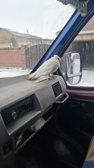 Продам голубя белого