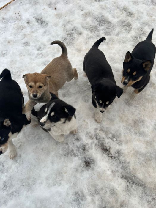 Продам щенков от мамы Хаски