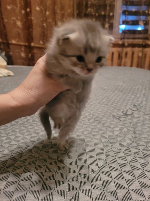 Продаются милые британские котята