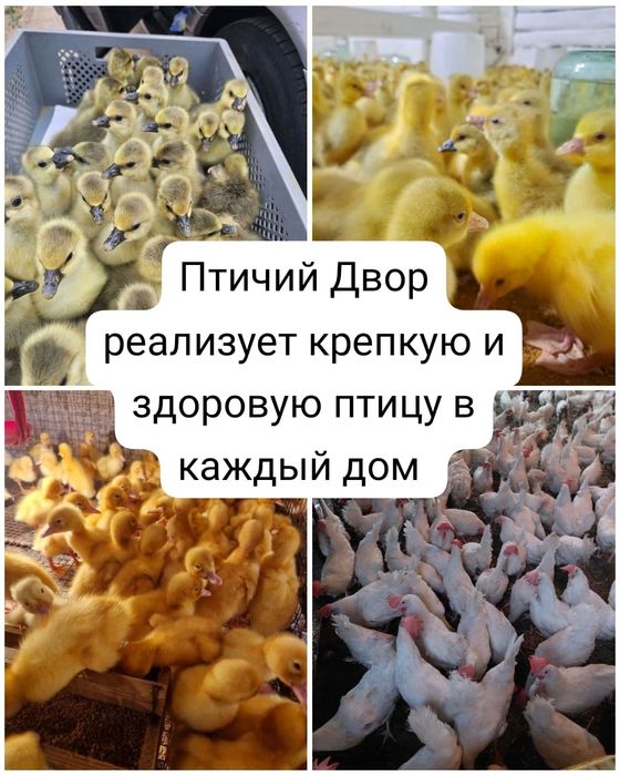 Продам курей несушек, уточки,гуси и бройлеры