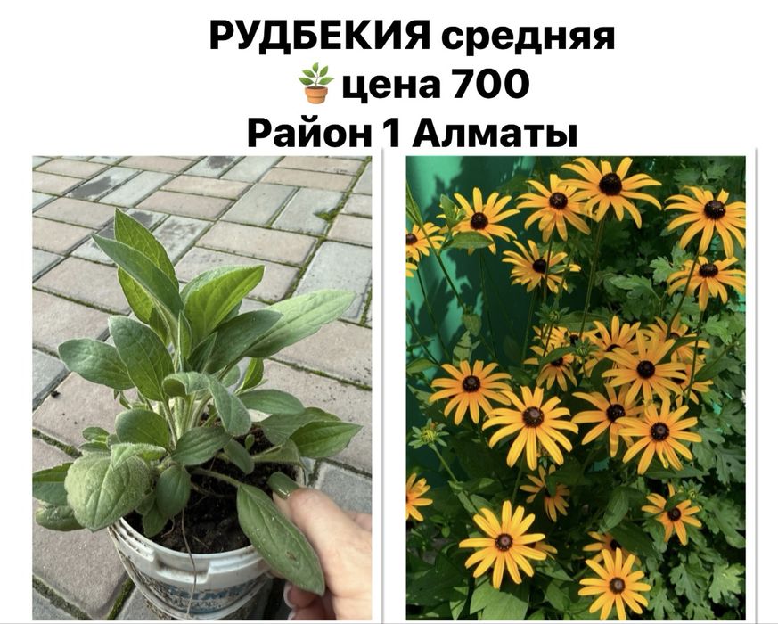 Хоста, садовые цветы