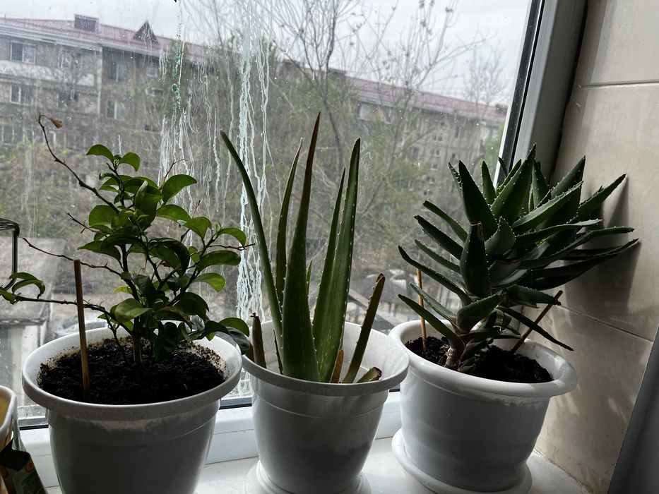 цветы домашние 1500 т