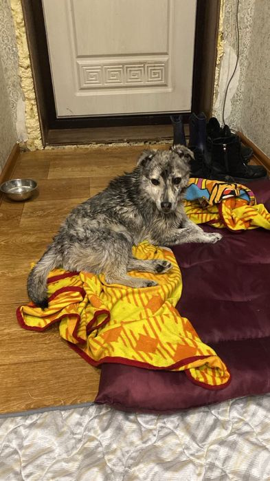 Отдам в добрые руки