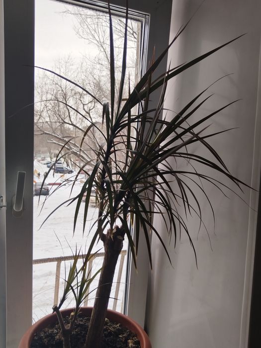 Комнатные цветы продам