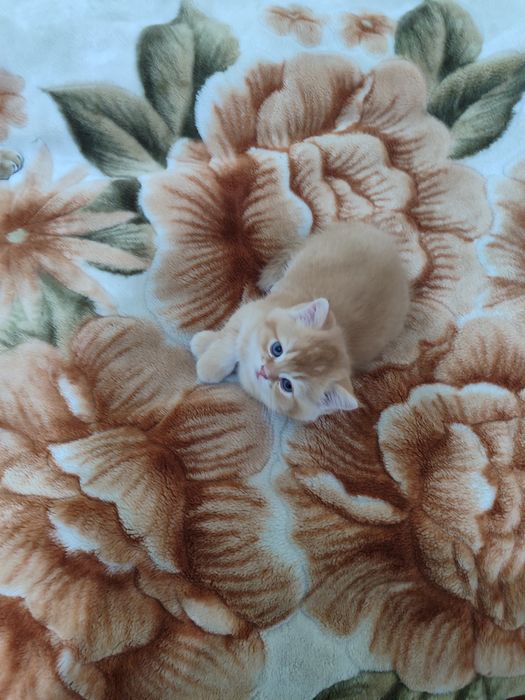 Продаться котята порода