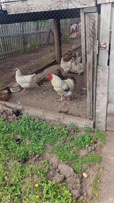 Продам взрослого петуха