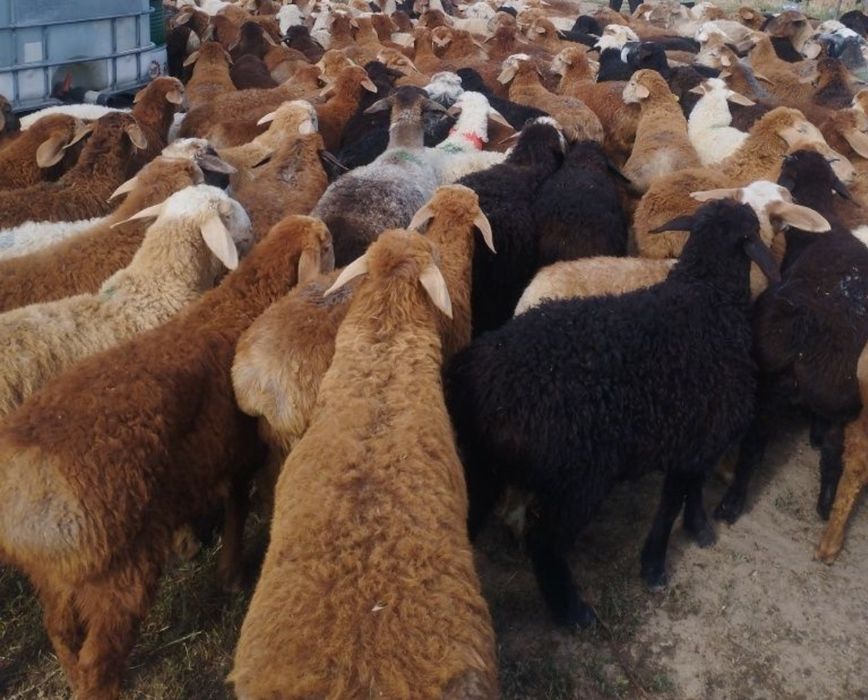 Баран Кой токты токтушки сатылада